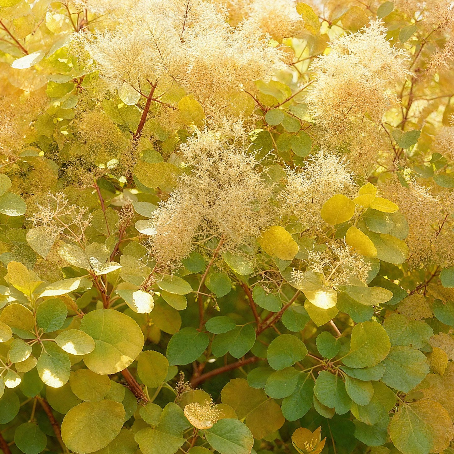 Cotinus coggyria 'Golden Spirit' - Pruikenboom - hoogte 35cm