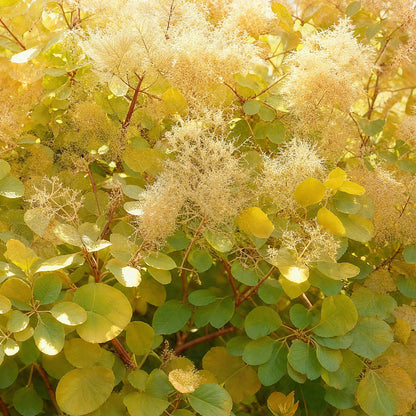 Cotinus coggyria 'Golden Spirit' - Pruikenboom - hoogte 35cm