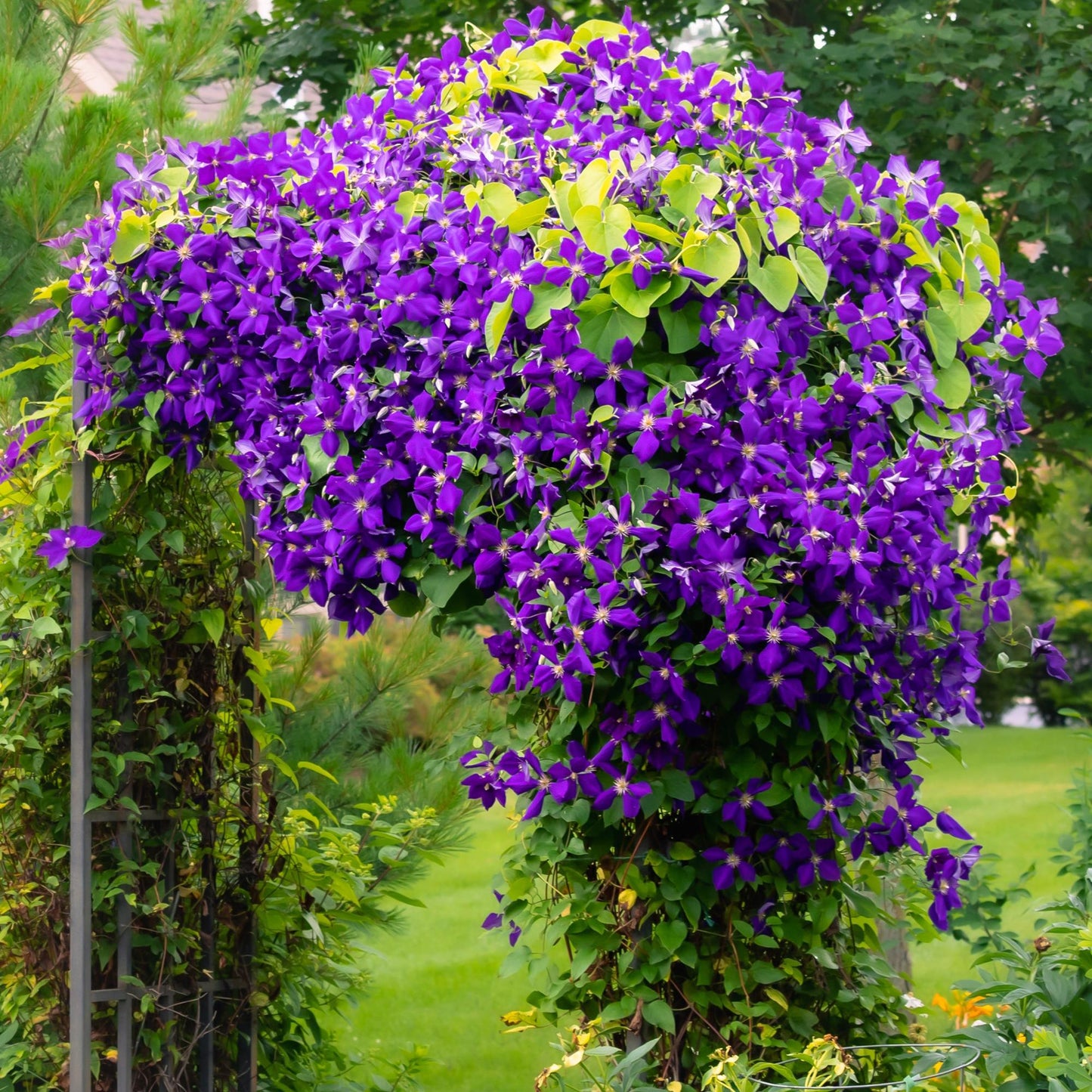 Clematis Jackmanii - Clematis - 2 planten - Pot 11cm - Hoogte 40cm