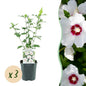 Green boutiQ - Tuinplant - Hibiscus syriacus Red Heart - Tuin Hibiscus - Winterhard - Wit - Rood - 3 Planten - Pot 17cm - Hoogte 45cm