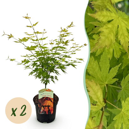 Green boutiQ - Terrasplant - Japanse Esdoorn - Acer palmatum Orange Dream - Oranje - 2 Planten - Bladverliezend - Pot 19cm Hoogte 70cm