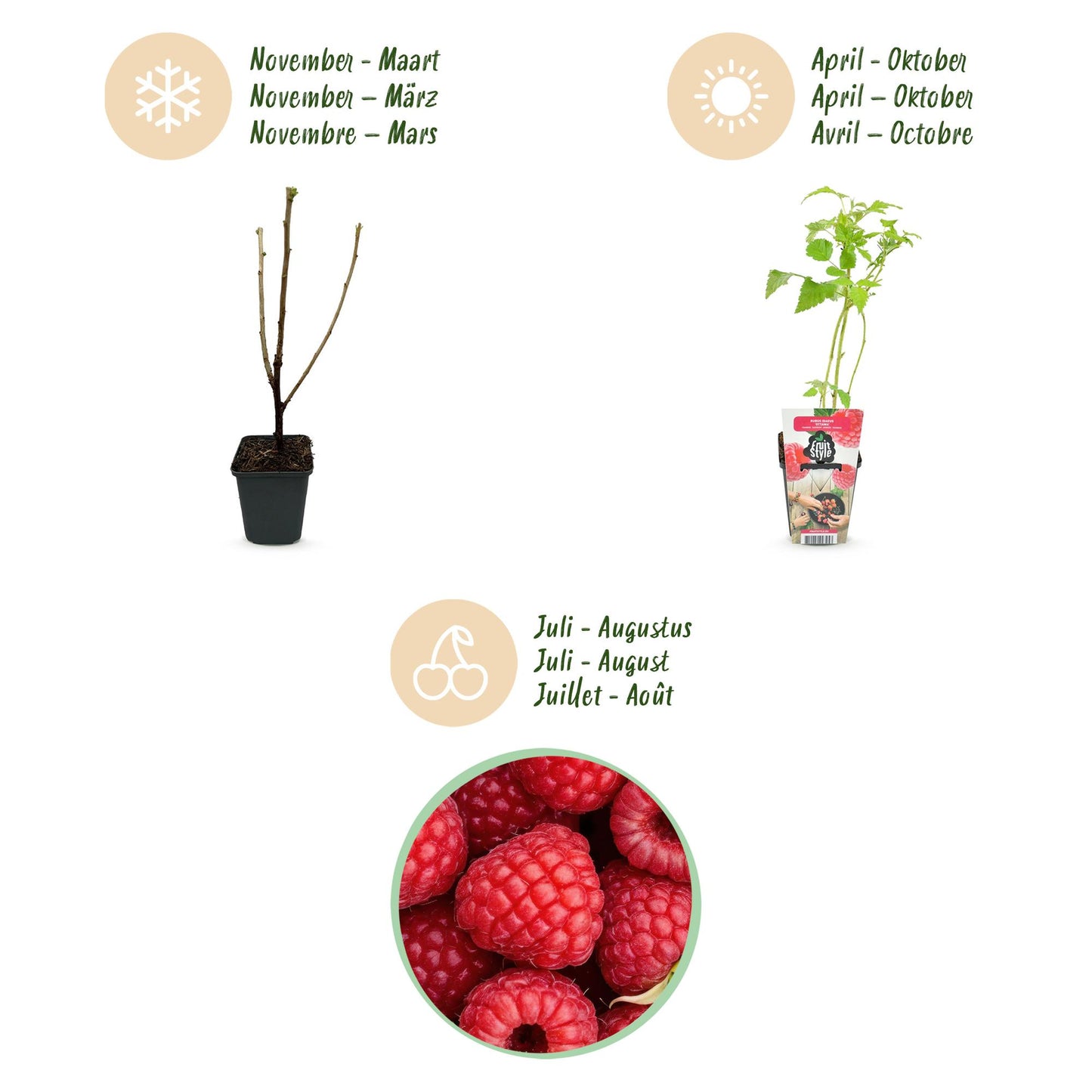Rubus idaeus 'Ottawa' - Rode Framboos