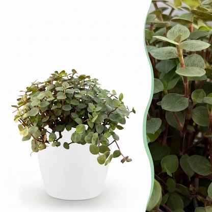 Calissia repens - Kattengras - incl. pot wit - pot 12cm - hoogte 17-20cm