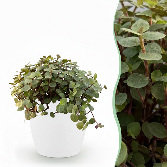 Green boutiQ - Kamerplant - Calissia repens - Kattengras - Huisdiervriendelijk - Groen - 1 Plant - met Potter Wit - Pot 12cm - Hoogte 17-20cm