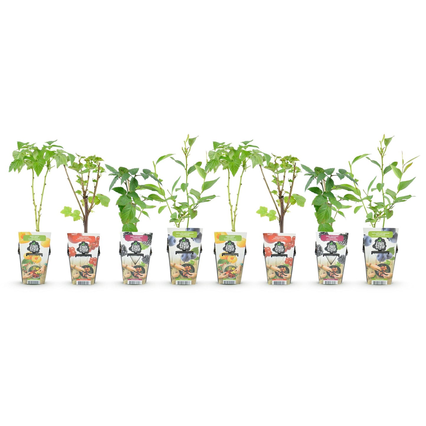 Fruitplantenmix Geanne - 2x Rode Bes, 2x Gele Framboos, 2x Zwarte Braam, 2x Blauwe Bes