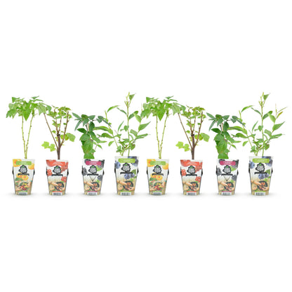 Fruitplantenmix Geanne - 2x Rode Bes, 2x Gele Framboos, 2x Zwarte Braam, 2x Blauwe Bes