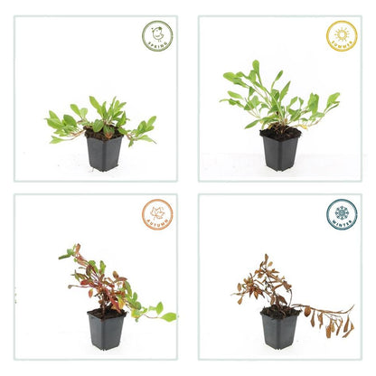 Persicaria affinis 'Darjeeling Red' - Duizendknoop