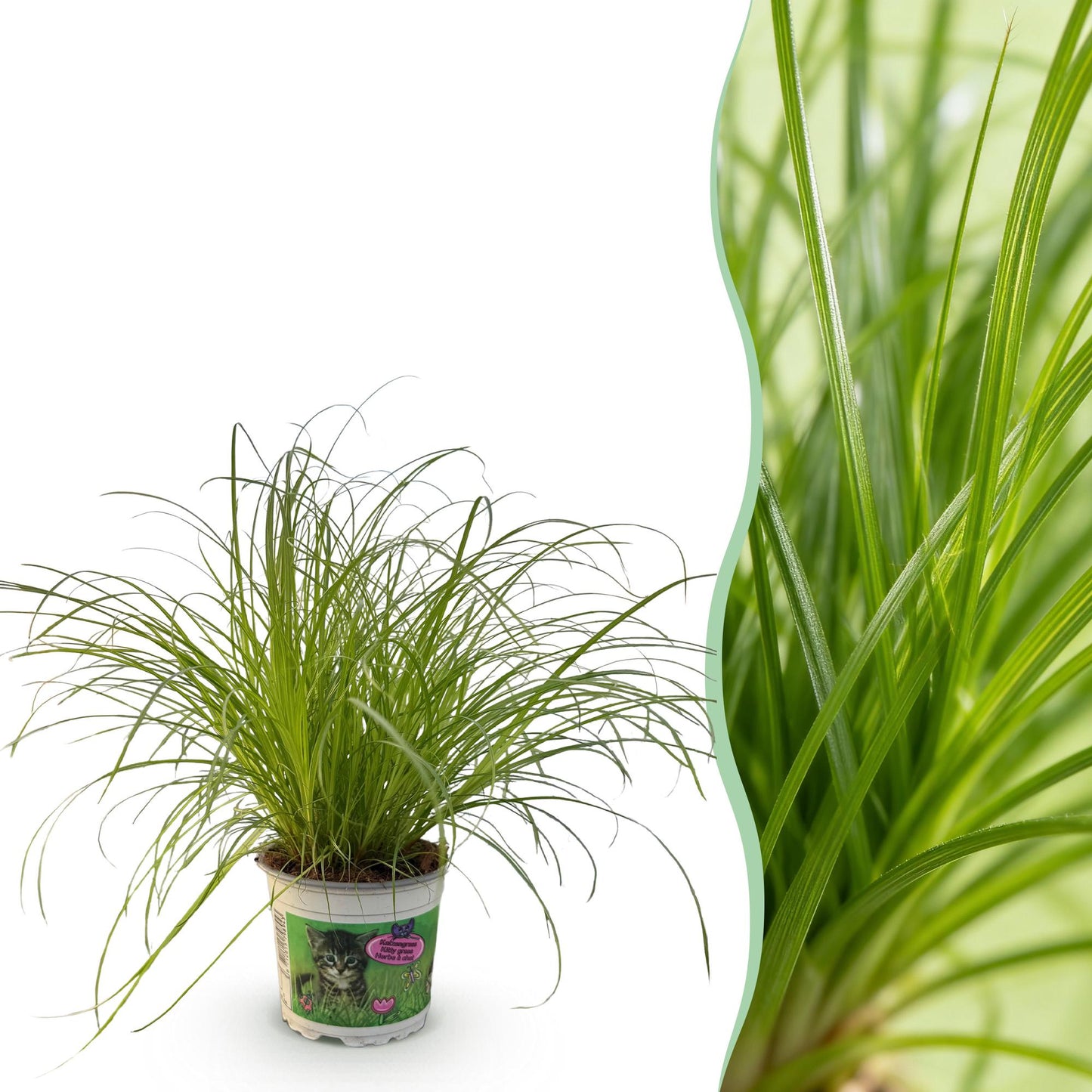 Green boutiQ - Kamerplant - Cyperus alternifolius Zumula - Kattengras - Huisdiervriendelijke Plant - Groen - 1 Plant - Pot 12cm - Hoogte 20cm