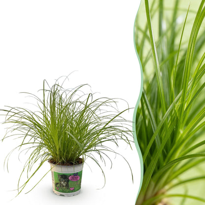 Green boutiQ - Kamerplant - Cyperus alternifolius Zumula - Kattengras - Huisdiervriendelijke Plant - Groen - 1 Plant - Pot 12cm - Hoogte 20cm