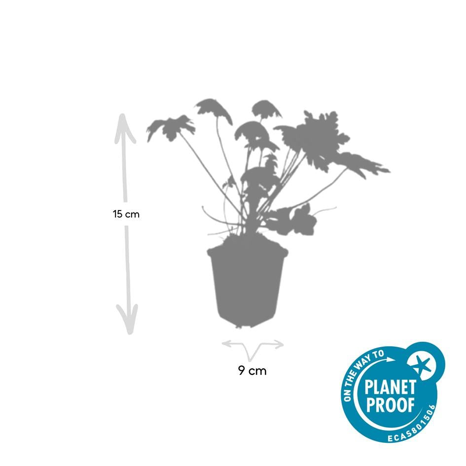 Geranium macrorrhizum 'Spessart' - Ooievaarsbek
