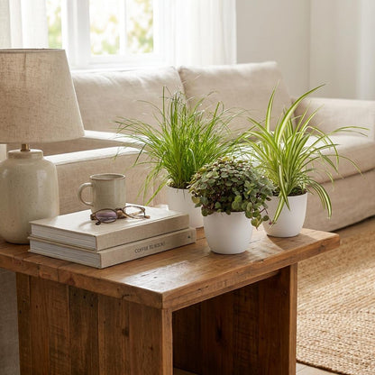 Green boutiQ - Kamerplant - Cyperus - Calissia - Chlorophytum - Mix van 3 - Huisdiervriendelijke Planten - Groen - 3 Planten - met Potter Wit - Pot 12cm - Hoogte 20cm
