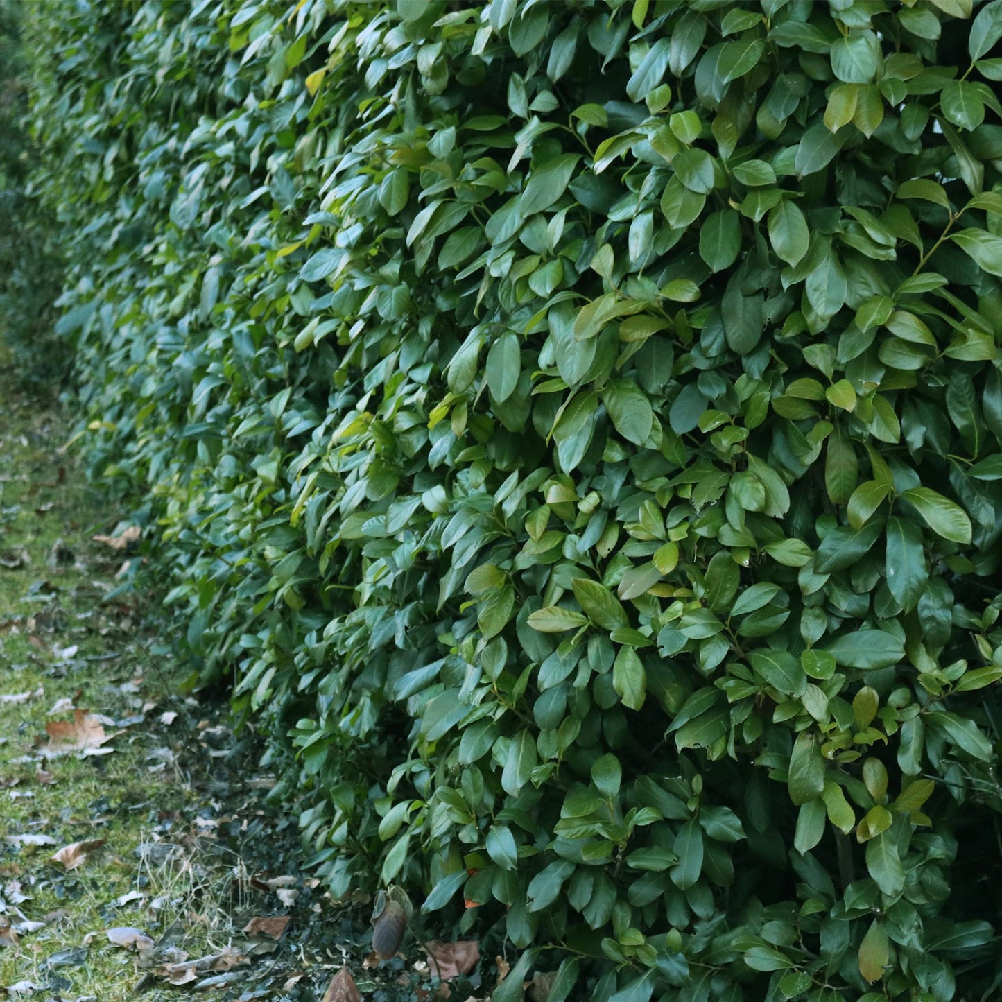 Prunus laurocerasus 'Etna' - Laurierkers - hoogte 50cm