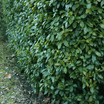 Prunus laurocerasus 'Etna' - Laurierkers - hoogte 50cm