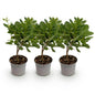 Green boutiQ - Tuinplant - Cotinus coggyria Young Lady - Groen 3 Planten - Bladverliezend - Weinig Onderhoud - Pot 12cm Hoogte 35cm