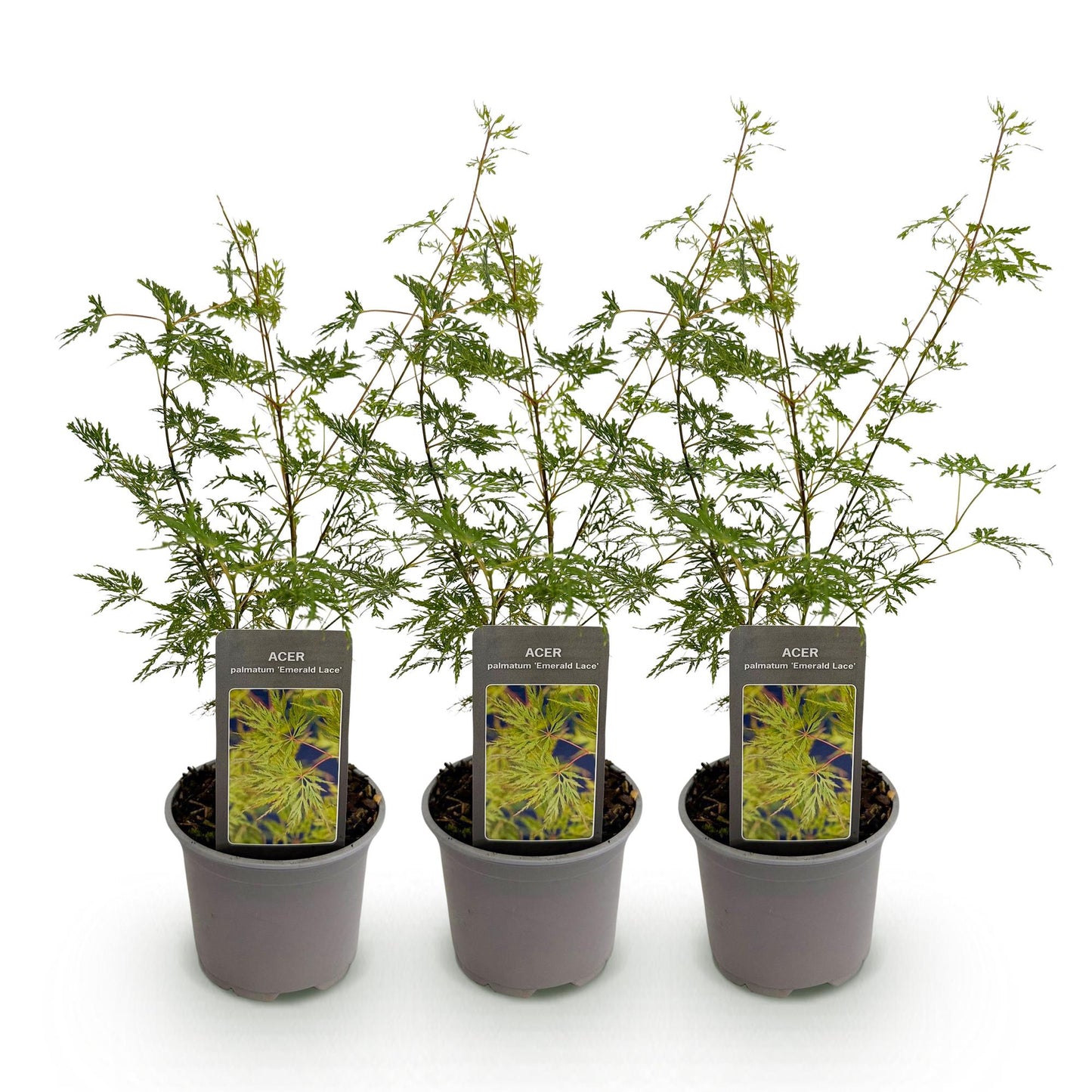 Green boutiQ - Tuinplant - Acer palmatum Emerald Lace - Groen - 3 Planten - Bladverliezend - Weinig Onderhoud - Pot 12cm Hoogte 35cm