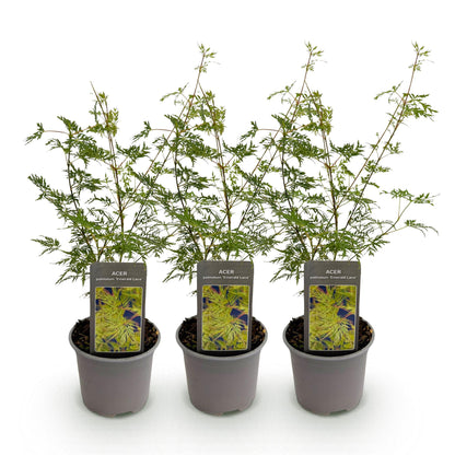 Green boutiQ - Tuinplant - Acer palmatum Emerald Lace - Groen - 3 Planten - Bladverliezend - Weinig Onderhoud - Pot 12cm Hoogte 35cm