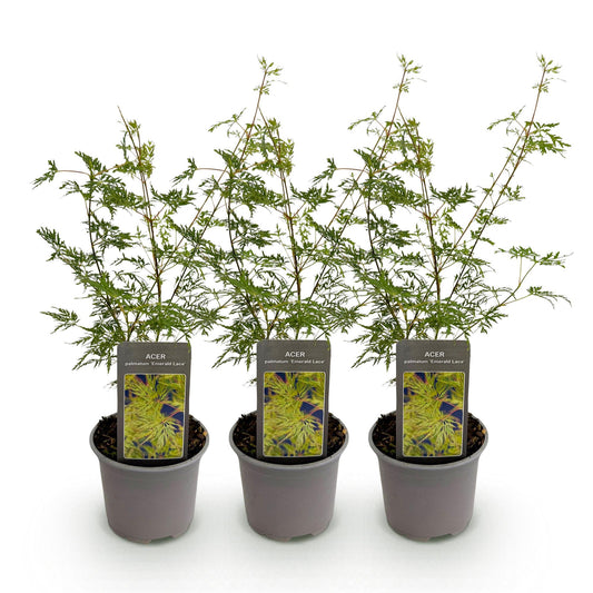 Green boutiQ - Tuinplant - Acer palmatum Emerald Lace - Groen - 3 Planten - Bladverliezend - Weinig Onderhoud - Pot 12cm Hoogte 35cm