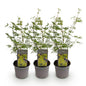 Green boutiQ - Tuinplant - Acer palmatum Emerald Lace - Groen - 3 Planten - Bladverliezend - Weinig Onderhoud - Pot 12cm Hoogte 35cm