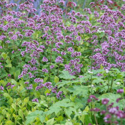 Origanum laevigatum 'Herrenhausen' - Marjolein