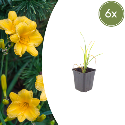 Hemerocallis 'Stella de Oro' - Daglelie