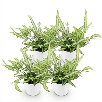 Green boutiQ - Kamerplant - Pteris cretica Albolineata - Lintvaren - Huisdiervriendelijke Plant - Groen - 4 Planten - met Potter Wit - Pot 12cm - Hoogte 20cm