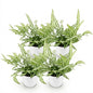 Green boutiQ - Kamerplant - Pteris cretica Albolineata - Lintvaren - Huisdiervriendelijke Plant - Groen - 4 Planten - met Potter Wit - Pot 12cm - Hoogte 20cm