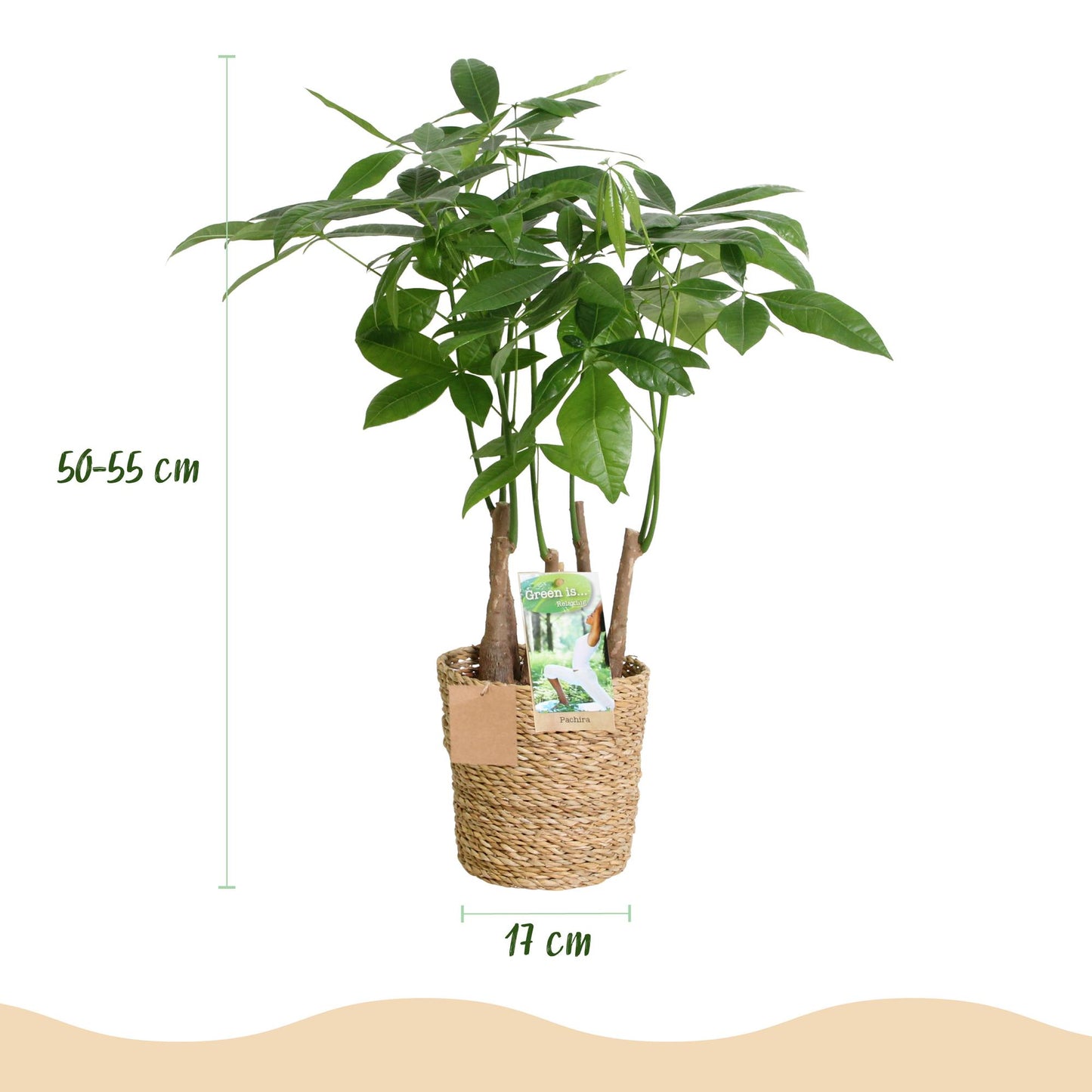 Pachira Aquatica multi stam - Geldboom - incl. mand - pot 17cm - hoogte 50-55cm