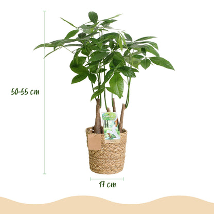 Pachira Aquatica multi stam - Geldboom - incl. mand - pot 17cm - hoogte 50-55cm