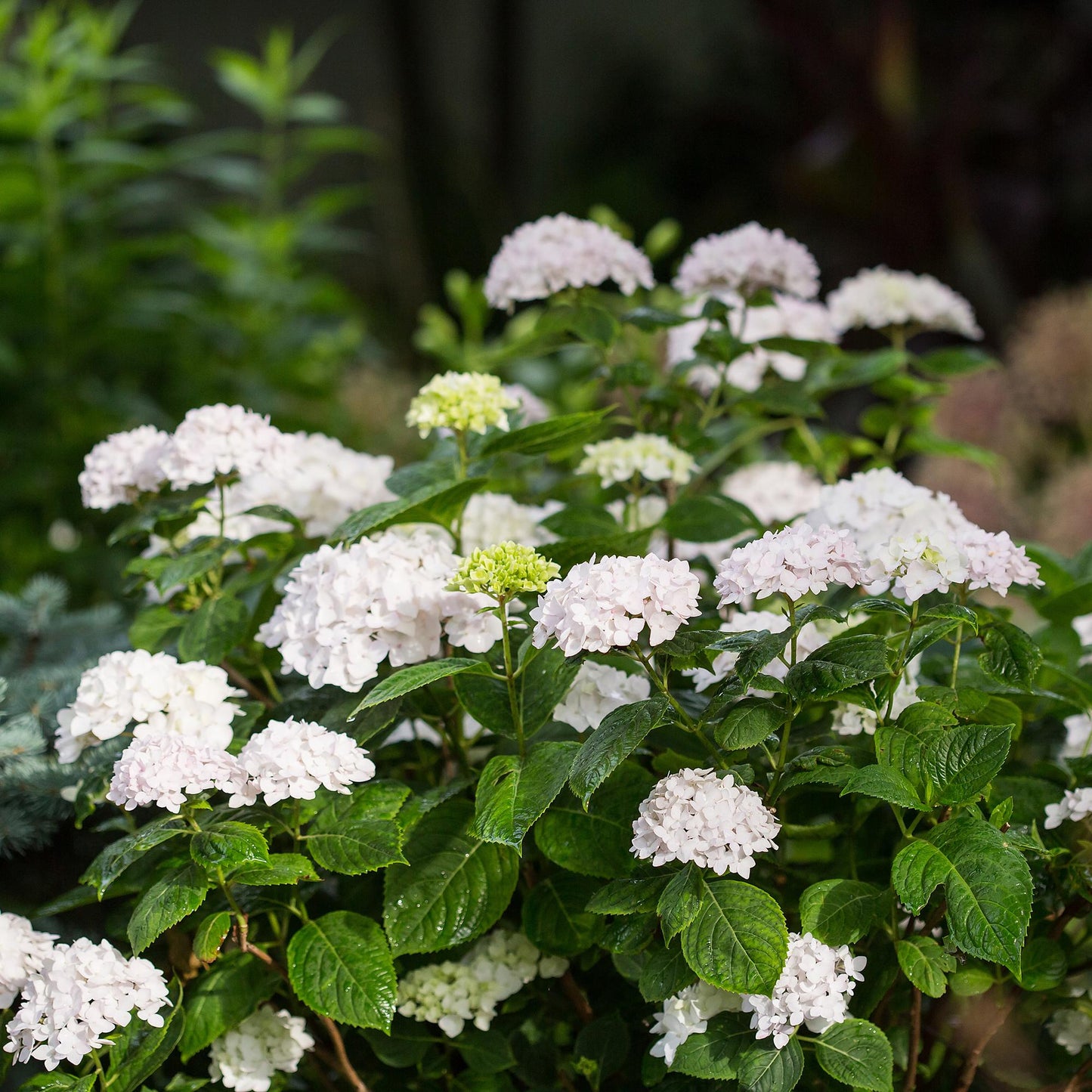 Hydrangea 'Endles Summer The Bride' - Witte Hortensia - hoogte 20-25cm