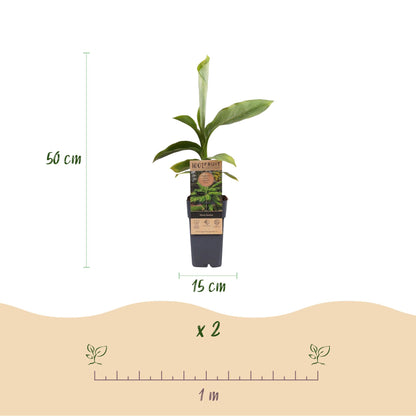 Musa 'Basjoo' - winterharde Bananenboom - 2 planten - Pot 15cm - Hoogte 50cm