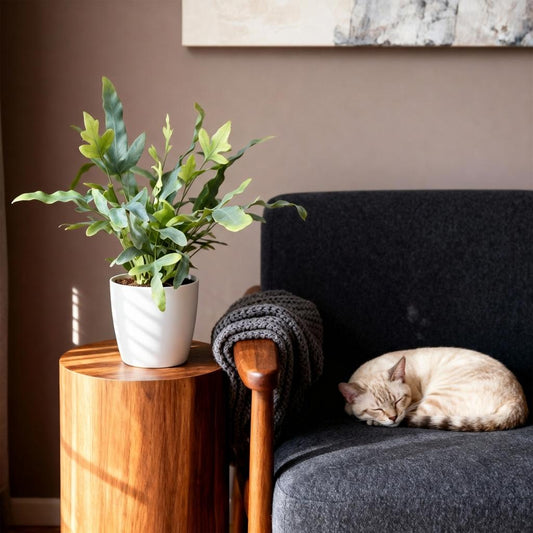 Green boutiQ - Kamerplant - Phlebodium aureum Blue Star - Blauwe Varen - Huisdiervriendelijke Plant - Blauw - 4 Planten - met Potter Wit - Pot 12cm - Hoogte 25cm