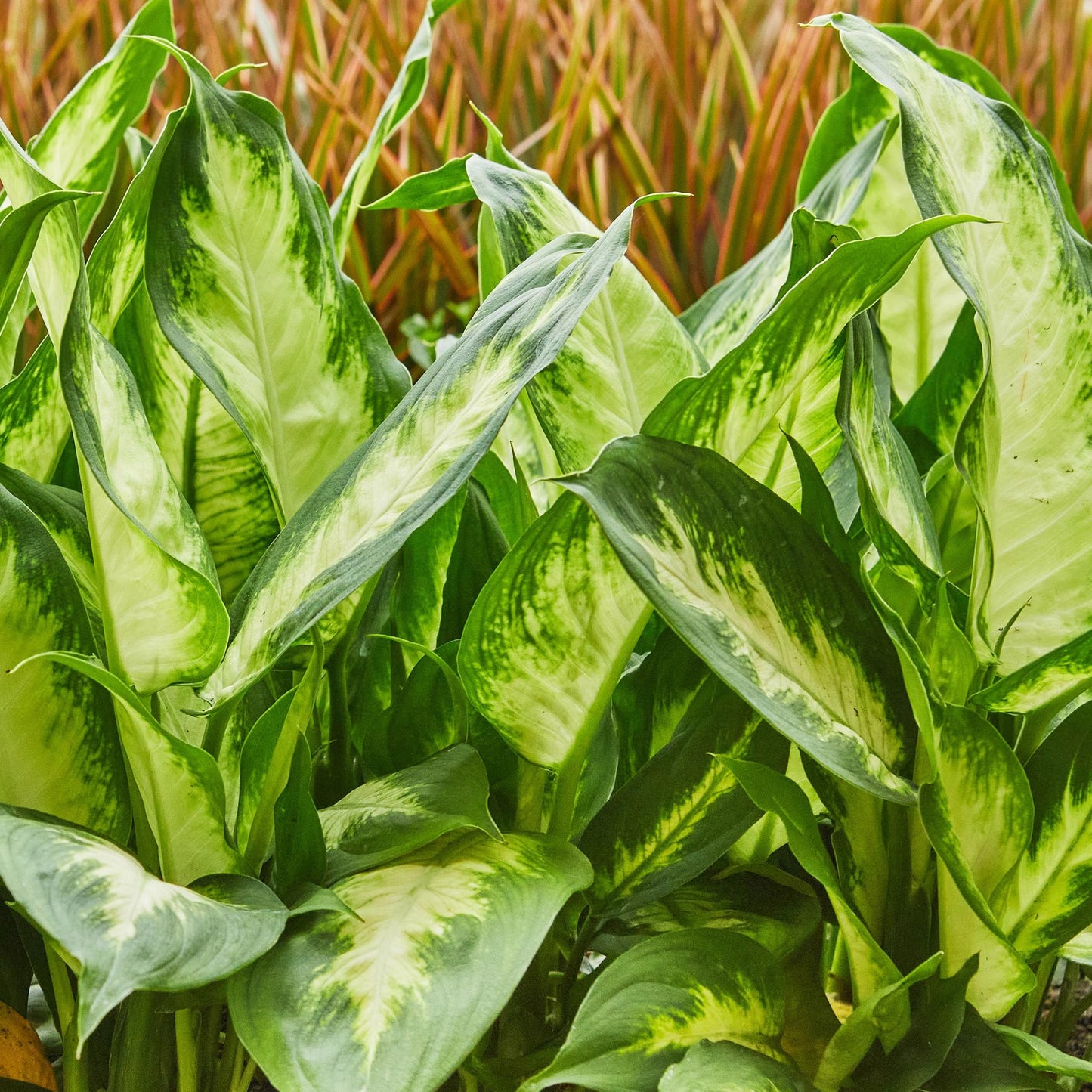 Green BoutiQ - Green is... Kamerplanten - Diefenbachia Camilla - Dieffenbachia - Weinig onderhoud - Groen - 1 Plant - Pot 17cm - Hoogte 45-50cm