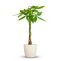 Pachira Aquatica met Potter wit - 80cm - Ø21