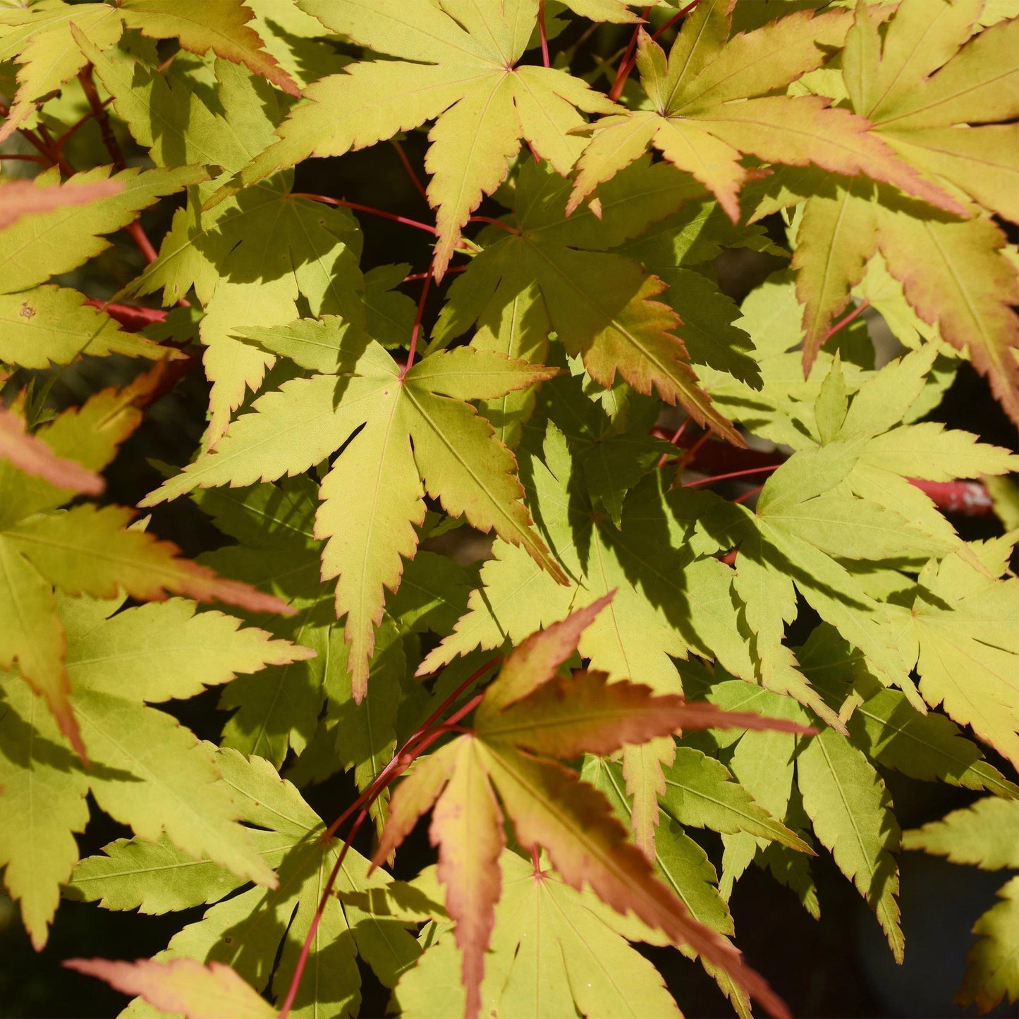 Acer palmatum 'Summergold' - Japanse Esdoorn - hoogte 70cm