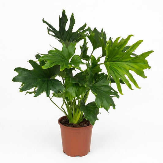 Green boutiQ - Kamerplant - Philodendron - Philodendron Lickety split - Groen - Weinig onderhoud - 1 Plant - Pot 19cm - Hoogte 70cm