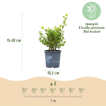 Green boutiQ - Buxus Haag - BetterBuxus Babylon Beauty - Resistant tegen de Buxus Schimmel - 14 planten - 2 strekkende meter - pot 10,5cm hoogte 25-30