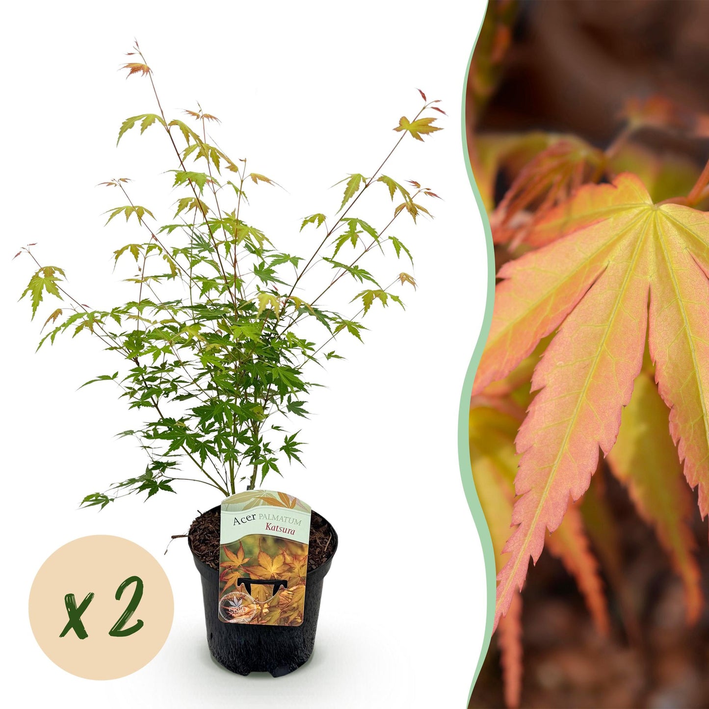 Green boutiQ - Terrasplant - Japanse Esdoorn - Acer palmatum Katsura - Oranje - 2 Planten - Bladverliezend - Pot 19cm Hoogte 70cm