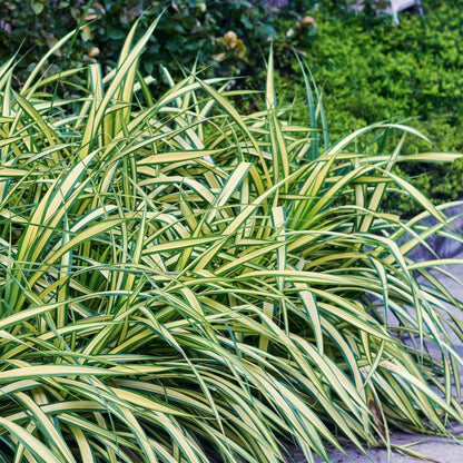Green boutiQ - Siergrassen - Carex oshimensis Evergold - Geel & Groen - 1 Plant - Groenblijvend - Winterhard - Pot 17cm Hoogte 50cm