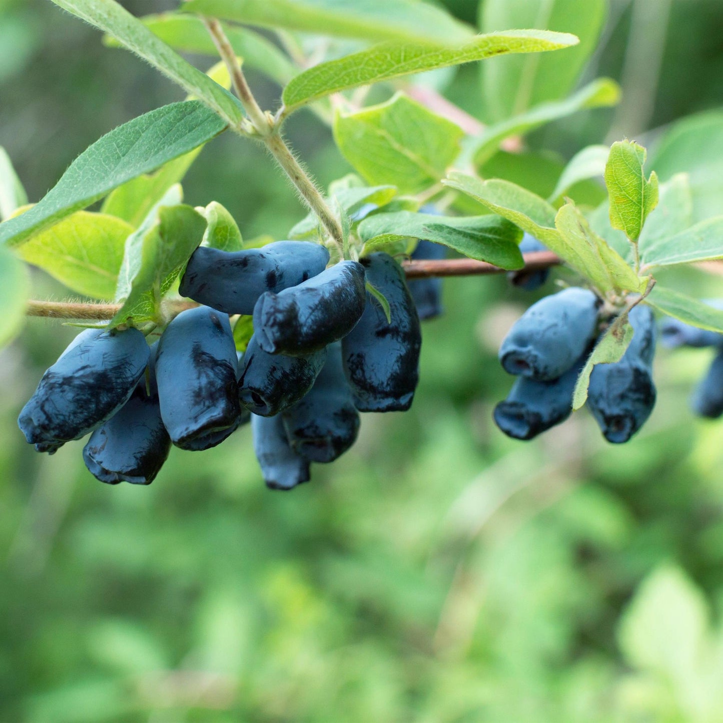 Lonicera caerulea 'Kamchatika' - Honingbes - 2 planten - Pot 15cm - Hoogte 50cm