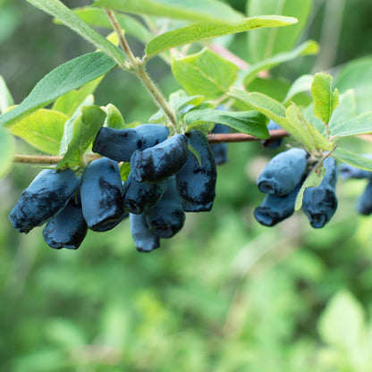 Lonicera caerulea 'Kamchatika' - Honingbes - 2 planten - Pot 15cm - Hoogte 50cm