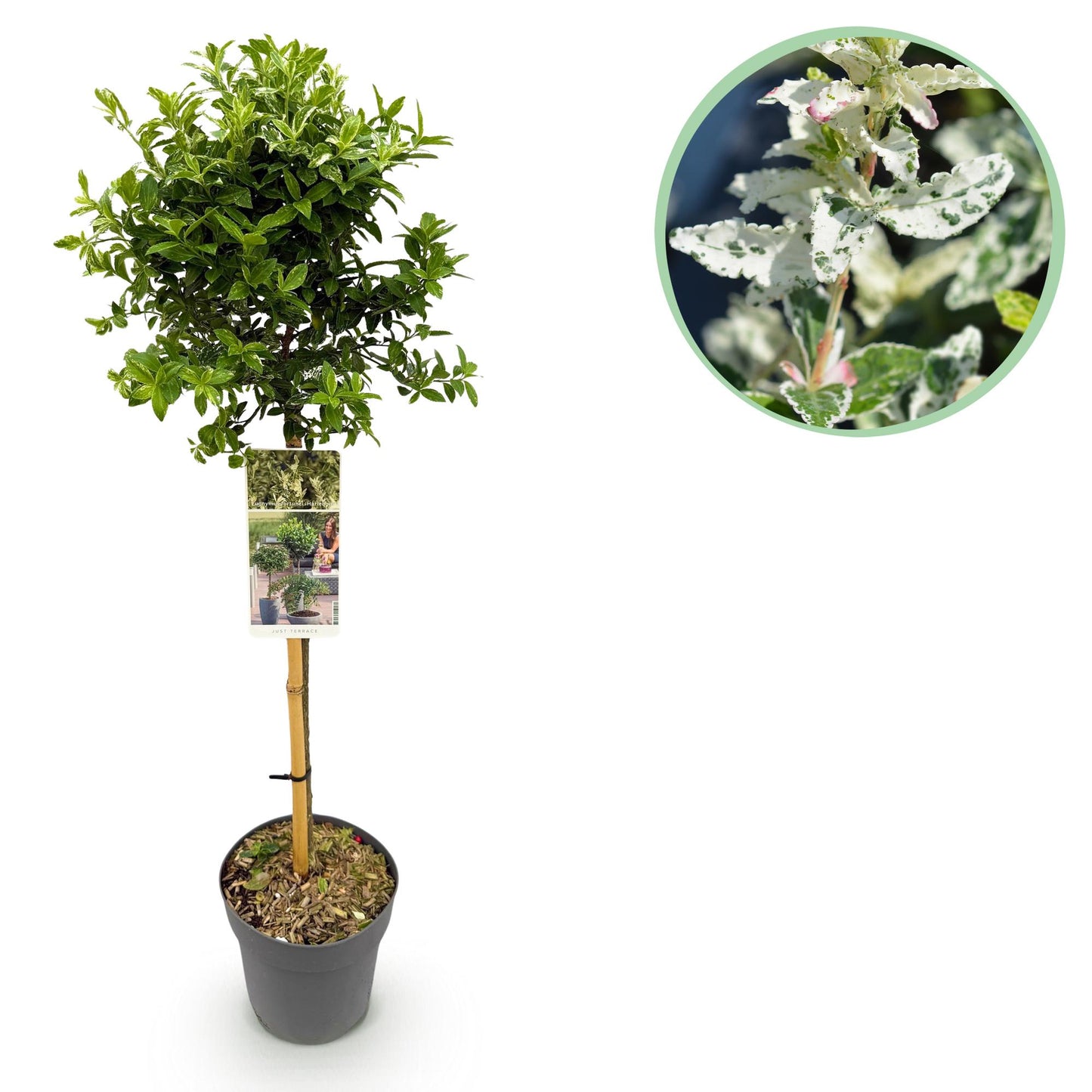 Euonymus fortunei 'Harlequin' op stam - Kardinaalshoed - hoogte 90cm