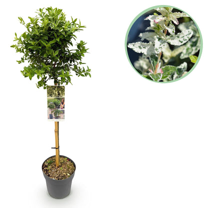 Euonymus fortunei 'Harlequin' op stam - Kardinaalshoed - hoogte 90cm