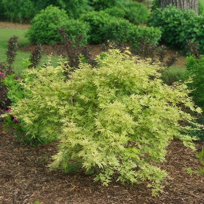 Acer palmatum 'Methamorphosa' - Japanse Esdoorn - hoogte 70cm