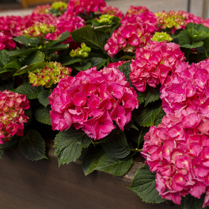 Hydrangea macrophylla 'Red' - Bolhortensia - hoogte 20-30cm