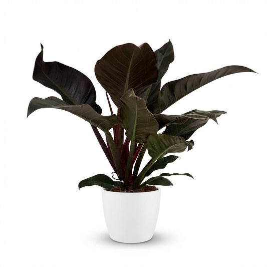 Green boutiQ - Kamerplant - Philodendron - Philodendron Imperial Red - Rood - Weinig onderhoud - 1 Plant - met Potter Wit - Pot 19cm - Hoogte 60cm