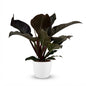 Green boutiQ - Kamerplant - Philodendron - Philodendron Imperial Red - Rood - Weinig onderhoud - 1 Plant - met Potter Wit - Pot 19cm - Hoogte 60cm