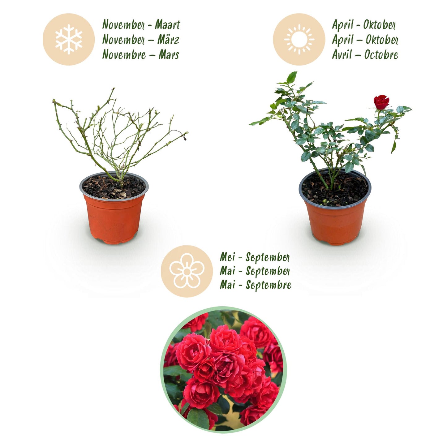 Rosa 'Rote The Fairy' - Roos - hoogte 20-25cm