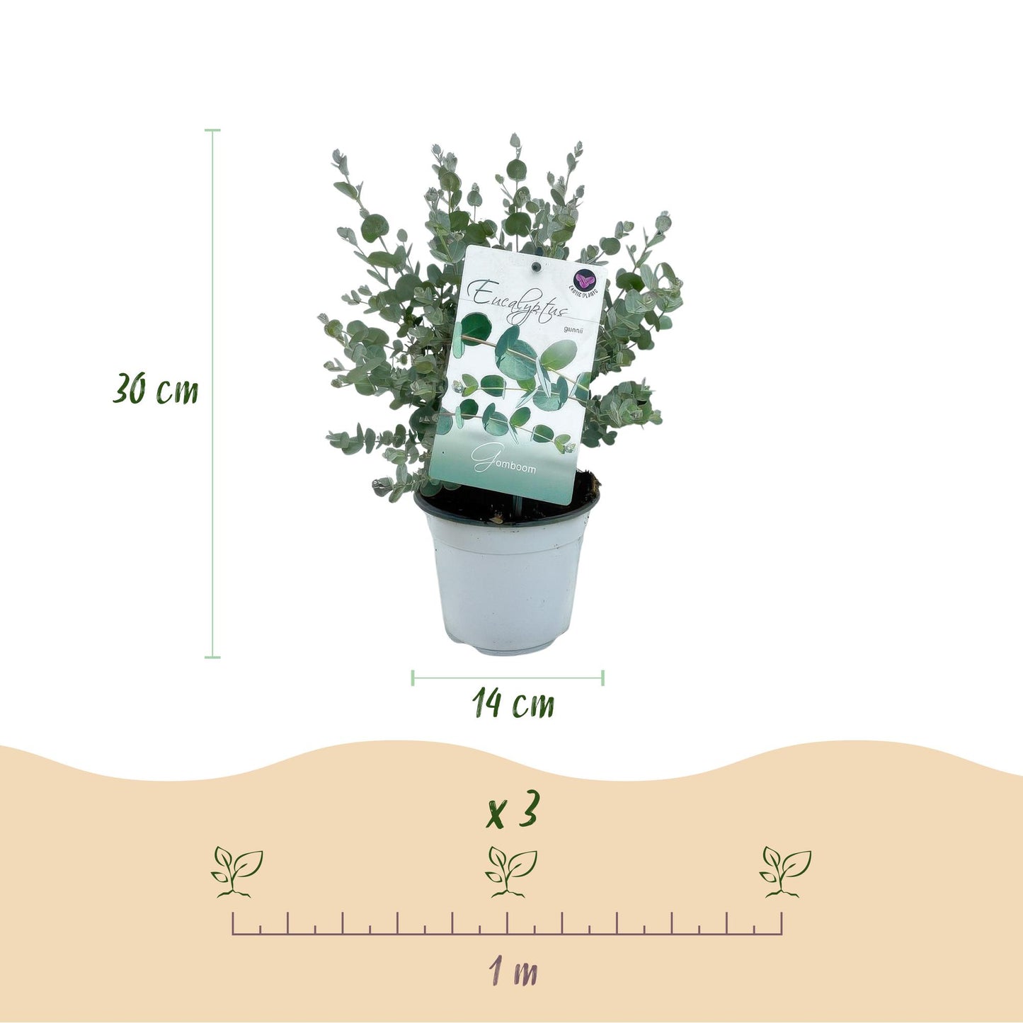 Green boutiQ - Terrasplant - Eucalyptus boom - Eucalyptus gunni  - Grijs - 6 Planten - Winterhard - Pot 14cm Hoogte 30cm