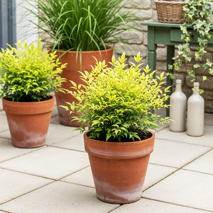 Nandina 'Lemon & Lime' - Schijnbamboe - hoogte 45cm