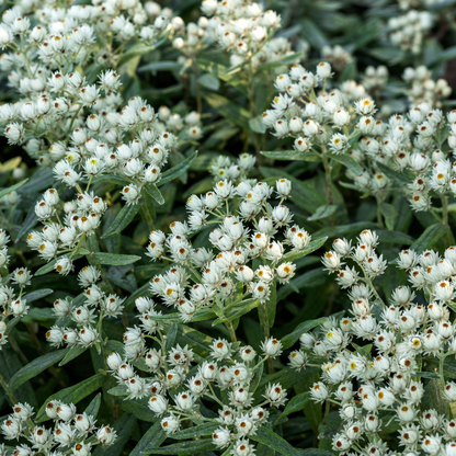 Anaphalis triplinervis - Edelweiss